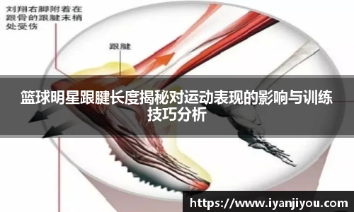篮球明星跟腱长度揭秘对运动表现的影响与训练技巧分析